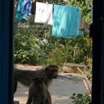 Au fond, dans le jardin de l'atelier, l'endroit où on brûle tout - sauf les chutes des tissus